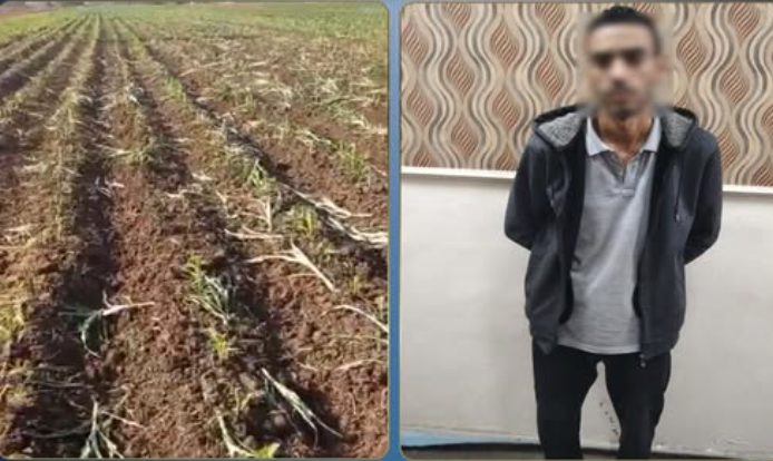القبض على عامل أتلف محصولًا زراعيًا بسبب خلاف على عقد إيجار بالبحيرة